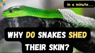 What's the REAL Reason Snakes Shed Their Skin So Frequently?