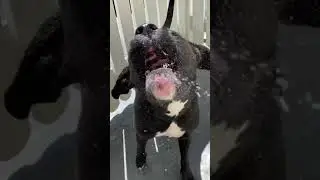 Boxador Mila debut