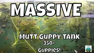 Дворняжки гуппи — лучшие гуппи!