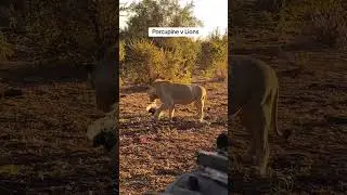 Lions learn porcupine babies have sharp, effective self-defense 🐾😂 #viral #animals #lion #fyp #fypシ