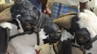 goat market at gubbi tumakuru district #@Indian goat