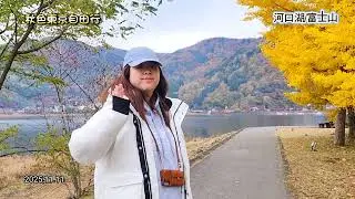 秋色東京自由行「河口湖富士山/楓葉迴廊/大石公園」2025.11.11(A)