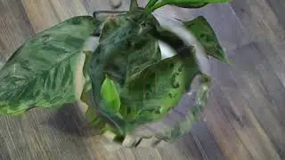 Red Army Aglaonema