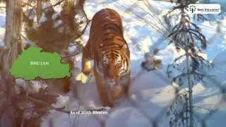 International Tiger Day 2022
