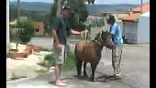 jumento de 6 patas mineiro.3gp