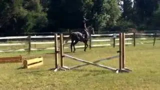 Cantallo HPF.  3yo Holsteiner gelding Canterbury HPF x Carvallo x Landego stamm 1228