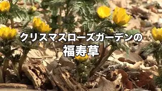 クリスマスローズガーデンの福寿草　ー富久樹園chー