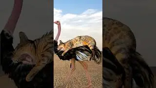 CAT ZLATA MEMES 8 | WOW MRRR MEOW #funnycats #cat #catmemes