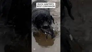 Duck Hunter&rsquo;s Best Companion