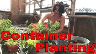 Container Planting Ideas [Fun in the Greenhouse]