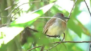 Rufous capped Nunlet at Los Amigos