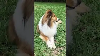 It&rsquo;s a beautiful day! #Collie #sheltie