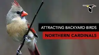 Attracting Backyard Birds: Northern Cardinals