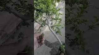 care of Premna microphilia प्रेमना माइक्रोफिलिया की देखभाल