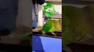 #parrot #bird #greenparrot #talkingparrot #cute #partyparrot #nature #taking #parrottalking