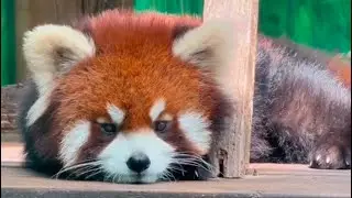 Funny red panda compilation - cute animals and pets for everybody!
