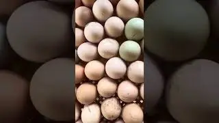 La verdad sobre los huevos sin c&aacute;scara The truth about shellless eggs