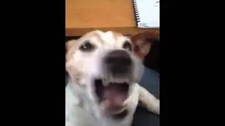 Dog freak out