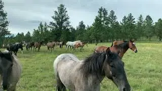Paha Ponies Spanish Mustang Preserve. The Crossing