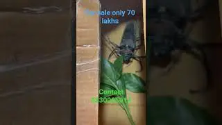 Bettel Insect for sale