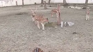 হরিণ পালন 🦌🦌🦌🦌🦌