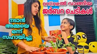 ഓണ്ലൈനിൽ വാങ്ങിയ ജർബറ ചെടികൾ നടാൻ അമ്മയെ ഒന്ന് സഹായിച്ചു | Gerbera plant potting