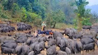 The journey of an ethnic minority woman raising pigs in the forest.