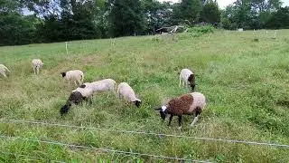 Peaceful grazing at BHC Ranch