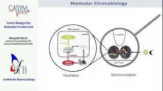 Casym Summer School: Systems Biology of the Mammalian Circadian clock