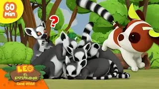 🦜🦍 ANIMALES DE MADAGASCAR! 🦎🐳 Lémur de Cola Anillada! | Leo, El Explorador | Animación
