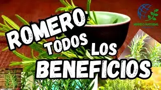 ROMERO 🌿 La Planta Medicinal que Mejora la Memoria, la Digesti&oacute;n y la Salud Natural