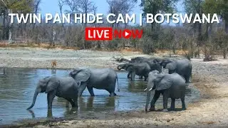 Twin Pan Live Hide Cam | Zarafa Camp | Selinda Reserve, Botswana