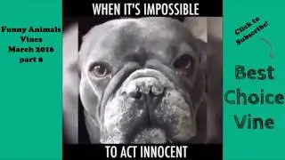 Funny Animals Vines March 2016 part 8 | BestChoiceVine:D