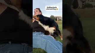 Nothing beats a bernese hug🥰#bernesemountaindog #cute #love #hug