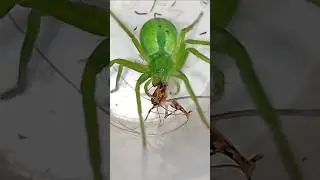 Паук охотник атакует! #страшно