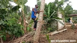 How to climb a coconut tree in an easy way