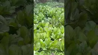 ORGANIC RAYOKO SAAG 😋👌