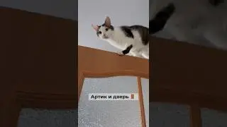 Есть варианты, что ему там нужно?🙈 #котофейка #кот #позитив #веселыекоты #видосыоткота #юмор #cat