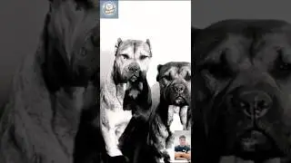 Which Breed 🤔Powerful Dog Breeds: Top Strongest Dogs in the World! 🐕💪