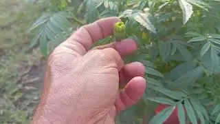 Cập Nhật Nụ Hoa Vạn Thọ 13 /12