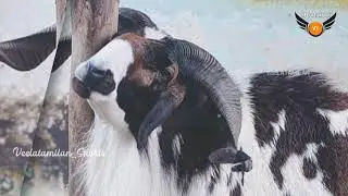 keda sanda whatsApp status | veelatamilan_shorts