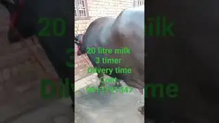 #buffalo #short#viral#buffalolove #