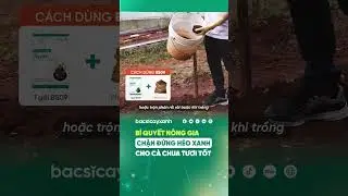 KIỂM SO&Aacute;T ĐẾN 90% H&Eacute;O XANH C&Agrave; CHUA, N&Ocirc;NG GIA BSCX CHIA SẺ NGAY KINH NGHIỆM