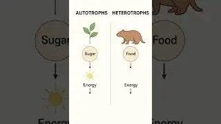 &ldquo;Plant vs Animal Energy Secret! 🌱🐾 | Autotrophs vs Heterotrophs | #biology #shorts&rdquo;