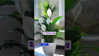 Top 8 Amazing Indoor Plants #houseplants #BloomingWithGodfrey #indoorplantsdecor