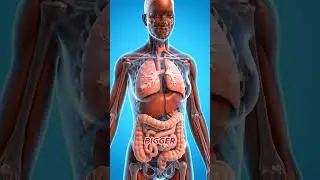 Stop Drinking Water While Eating! Here&rsquo;s What Happens😳🍽️#facts #healthawareness #learnonyt #science