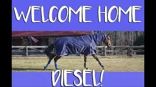 Bringing Home My New Horse VLOG | Equestrianbliss