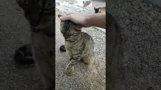 Petting the tabby stray cat