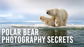 Polar Bear Photography Secrets