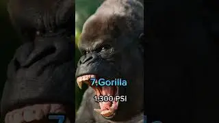 Top 10 Strongest Animal Bite Forces in the World #wildlife